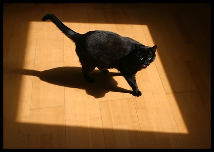 13, 7, schwarze Katzen...